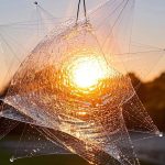  Olafur Eliasson – Engineering Ephemeral Environments